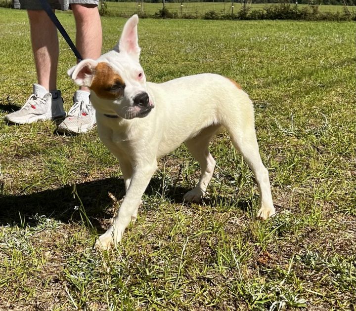 Winnie, an adoptable Boston Terrier & American Bulldog Mix in Troy, AL_image-3