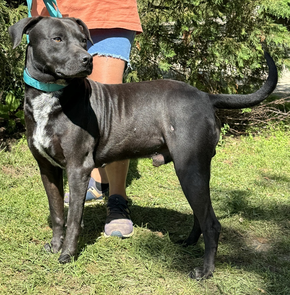 Abe, an adoptable Labrador Retriever in Troy, AL, 36081 | Photo Image 1