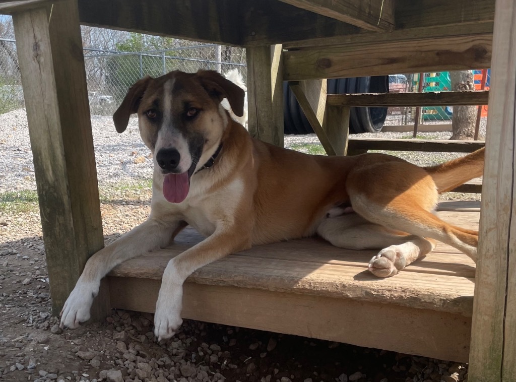 Colossus, an adoptable Mountain Dog in Batesville, AR, 72501 | Photo Image 1