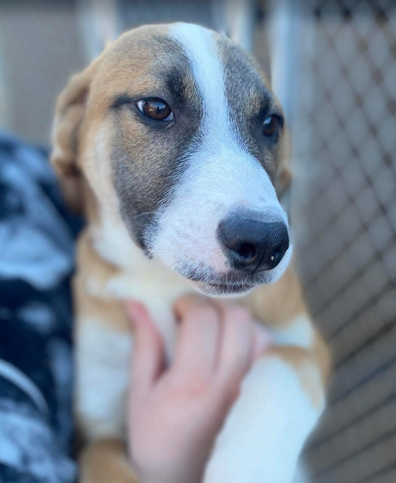 Colossus, an adoptable Mountain Dog in Batesville, AR, 72501 | Photo Image 2