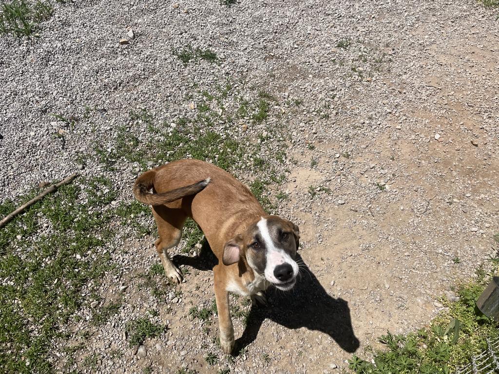 Colossus, an adoptable Mountain Dog in Batesville, AR, 72501 | Photo Image 3