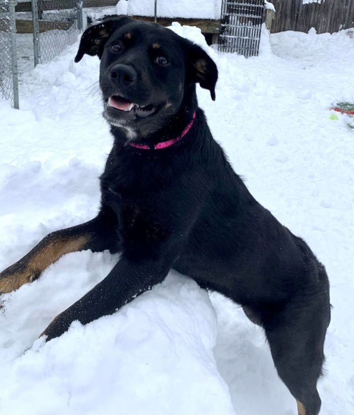 Maggie Mae *HERE IN NH*, an adopted Mixed Breed in Northwood, NH_image-5