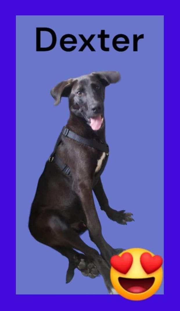Dexter, an adoptable Black Labrador Retriever & Great Pyrenees Mix in Saint Augustine, FL_image-3