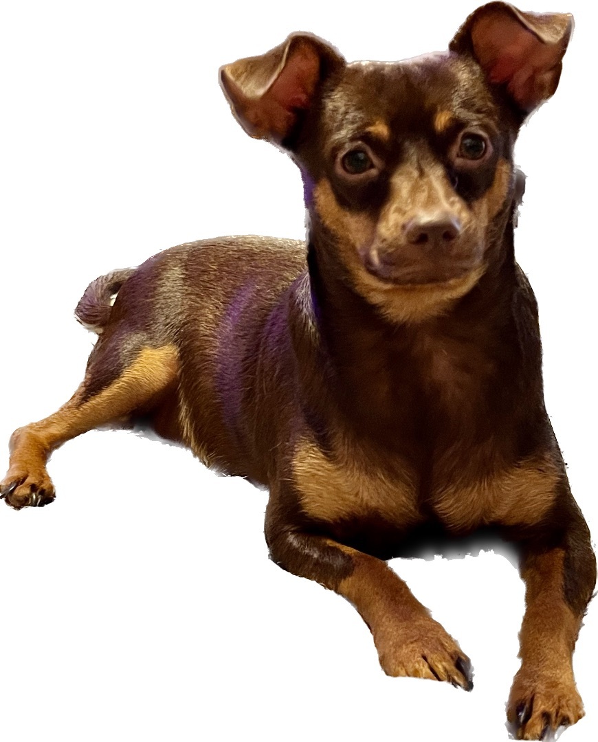 Mini pinscher x store chihuahua