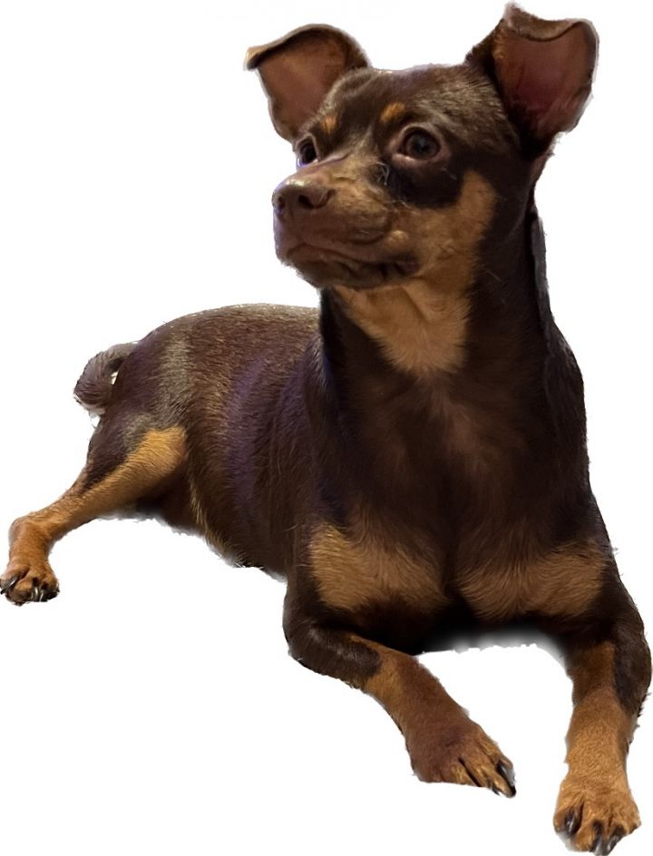 Pinscher chihuahua hot sale