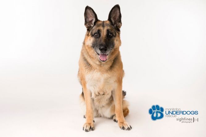 Share german shepherd store rescue