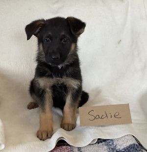 Sadie-I2265