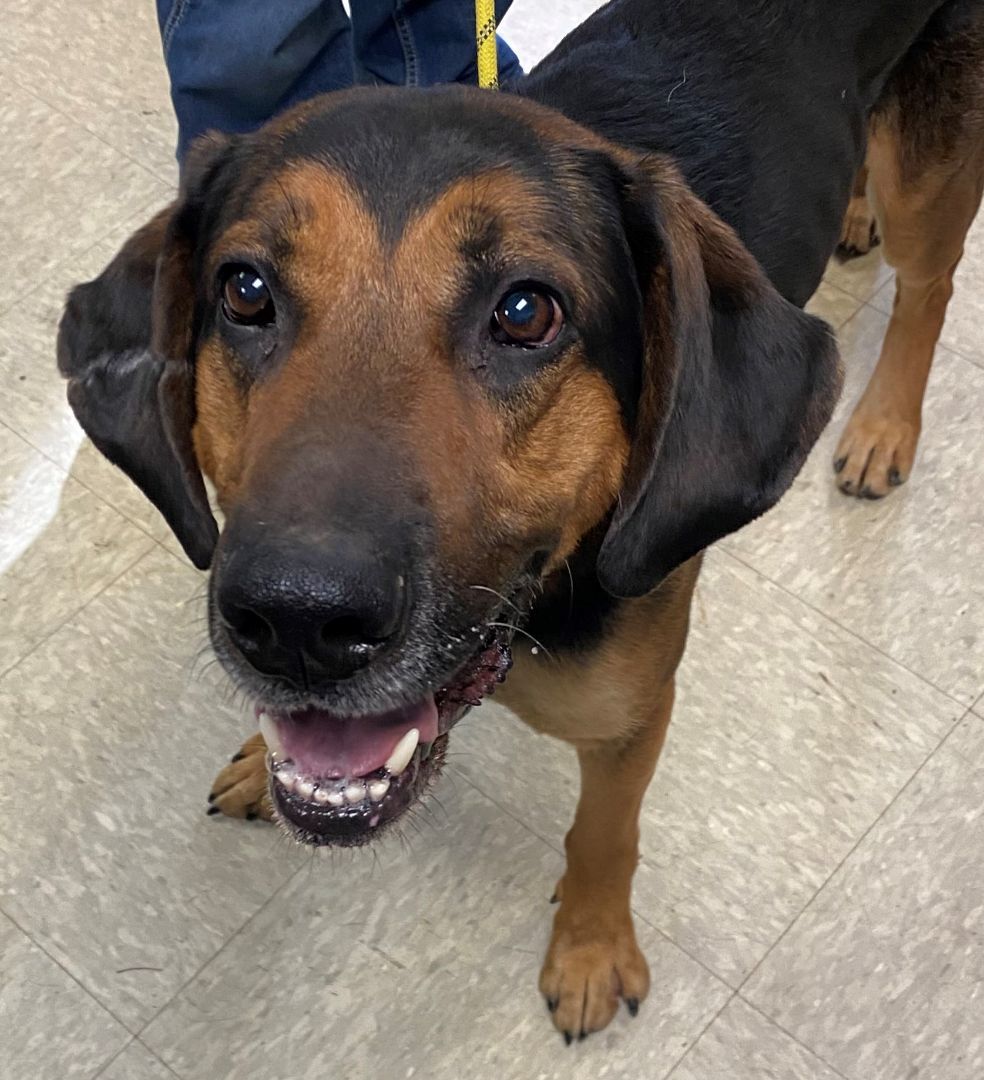 Dog for adoption Jax, a Hound Mix in Medina, OH Petfinder
