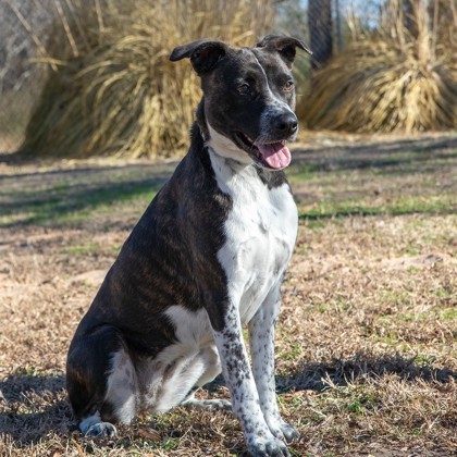 Lulu, an adoptable Terrier Mix in Tyler, TX_image-1