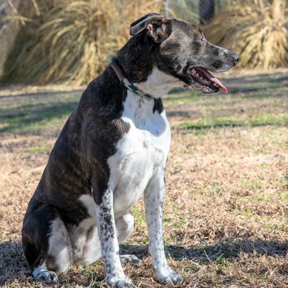 Lulu, an adoptable Terrier Mix in Tyler, TX_image-2