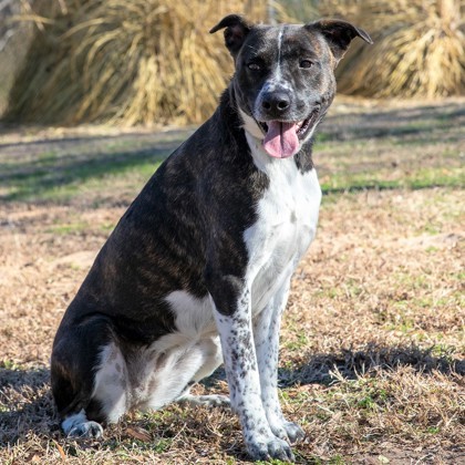 Lulu, an adoptable Terrier Mix in Tyler, TX_image-3