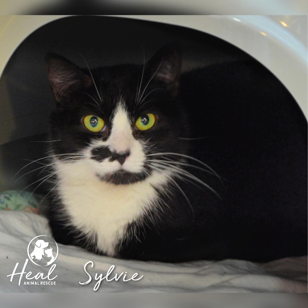 Sylvie, an adoptable Domestic Short Hair in Youngwood, PA, 15697 | Photo Image 3