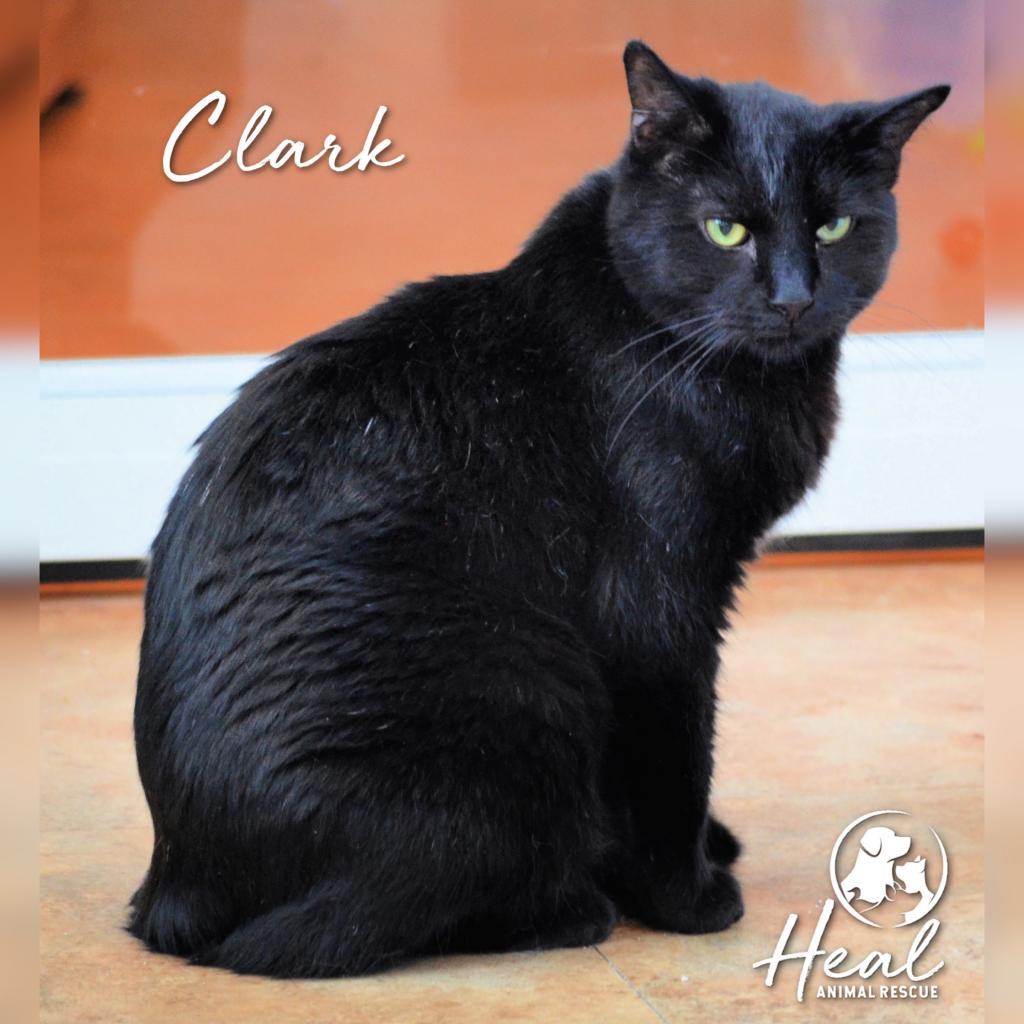 Clark, an adoptable Domestic Short Hair in Youngwood, PA, 15697 | Photo Image 1