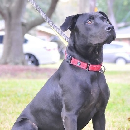 Buddy, an adoptable Black Labrador Retriever & Retriever Mix in Brookfield, CT_image-3