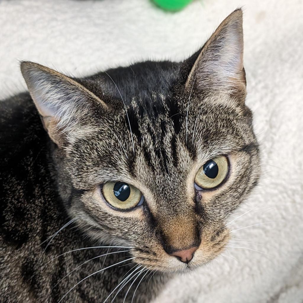 Elsa Van Helsing, an adoptable Domestic Short Hair in Thomaston, ME, 04861 | Photo Image 1