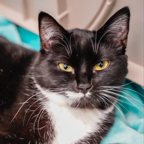 Bride, an adoptable Domestic Short Hair in Thomaston, ME, 04861 | Photo Image 1