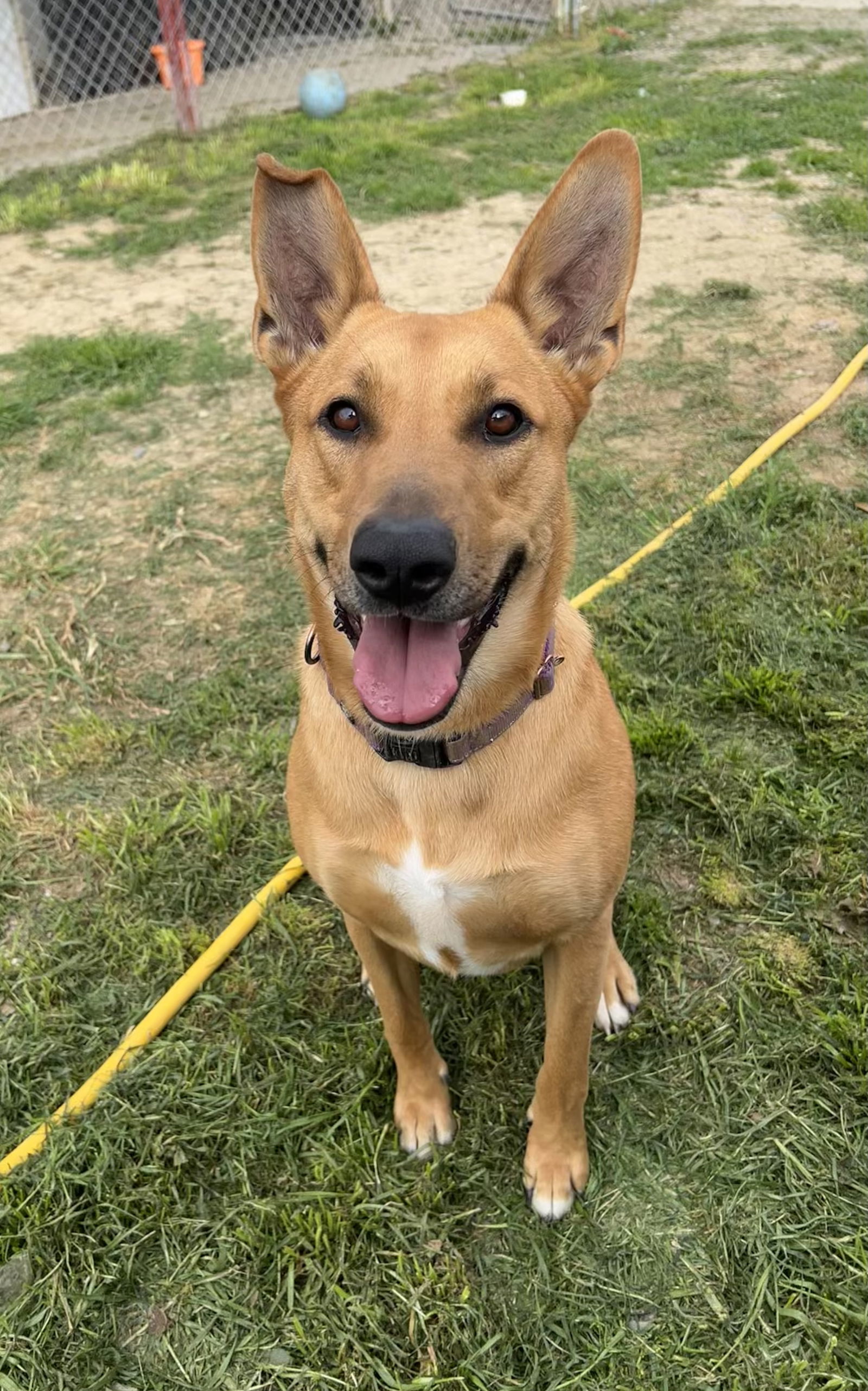 PIPER, an adoptable German Shepherd Dog, Bull Terrier in Chico, CA, 95973 | Photo Image 1