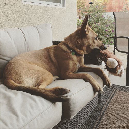PIPER, an adoptable German Shepherd Dog in Chico, CA, 95973 | Photo Image 2