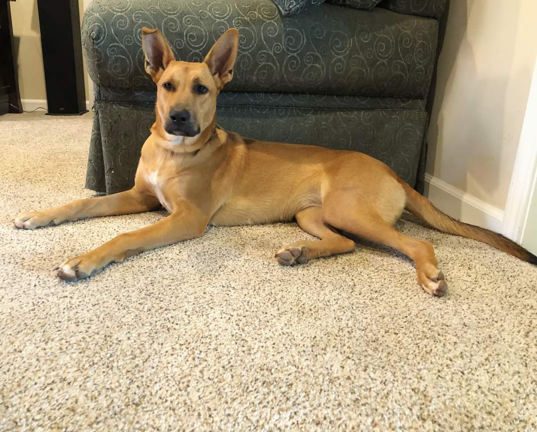 PIPER, an adoptable German Shepherd Dog, Bull Terrier in Chico, CA, 95973 | Photo Image 3