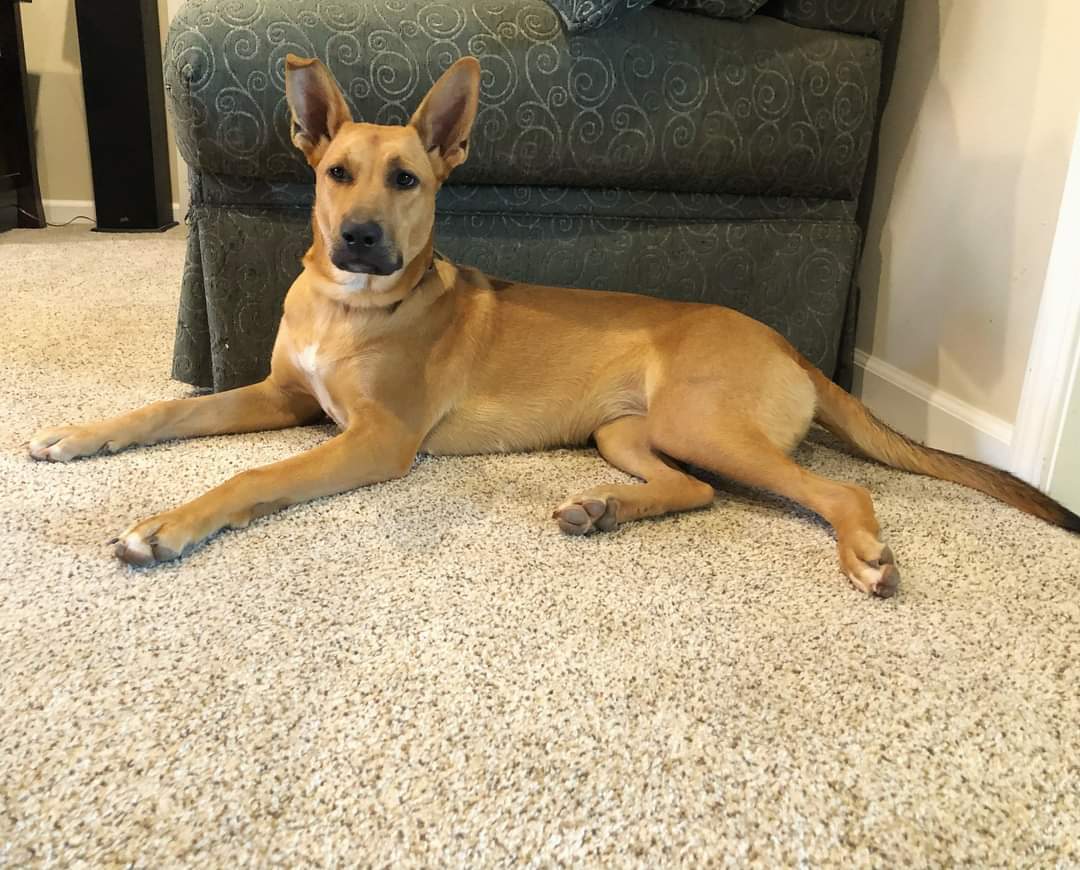 PIPER, an adoptable German Shepherd Dog in Chico, CA, 95973 | Photo Image 3
