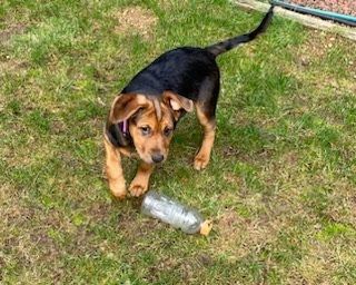 Yoko, an adoptable German Shepherd Dog & Black and Tan Coonhound Mix in Silverdale, WA_image-3