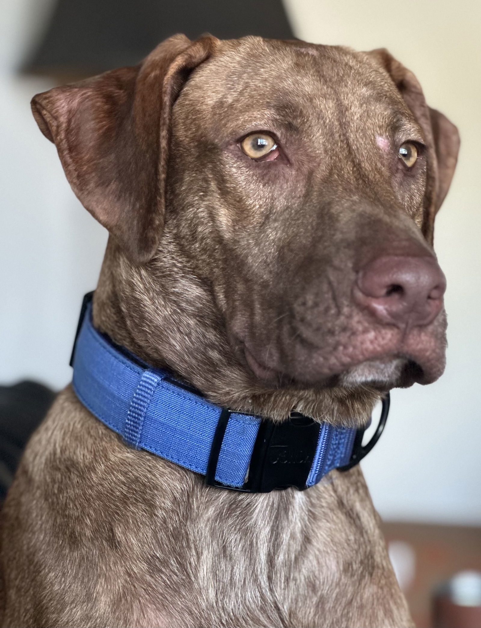 Levi, an adoptable Catahoula Leopard Dog, Labrador Retriever in Royal Palm Beach, FL, 33411 | Photo Image 1