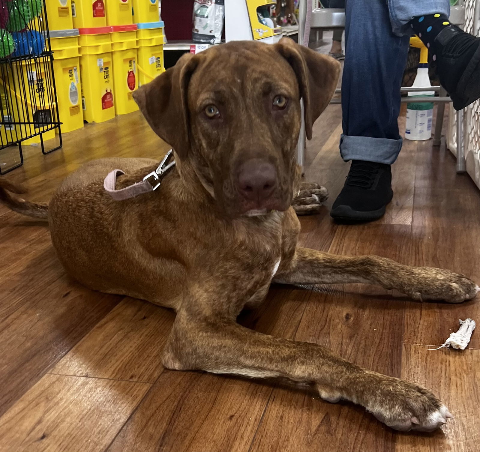 Levi, an adoptable Catahoula Leopard Dog, Labrador Retriever in Royal Palm Beach, FL, 33411 | Photo Image 2