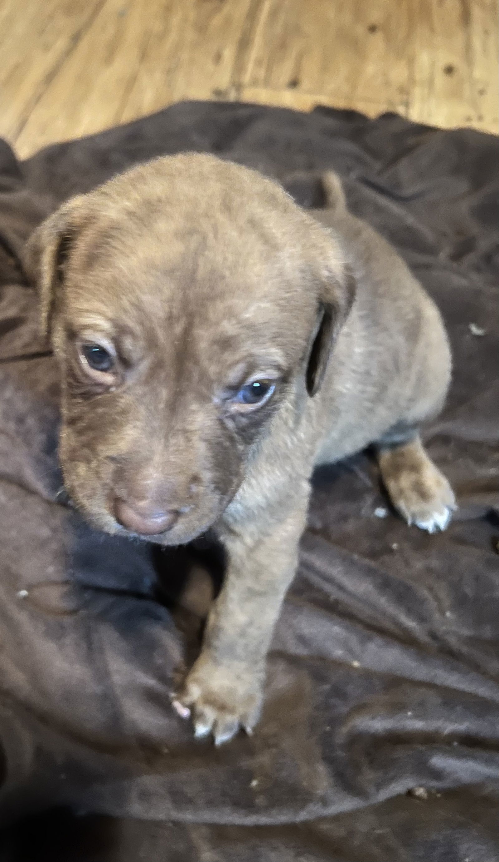 Levi, an adoptable Catahoula Leopard Dog, Labrador Retriever in Royal Palm Beach, FL, 33411 | Photo Image 3