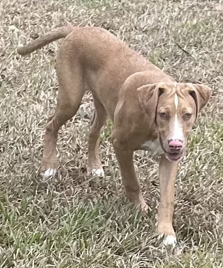Lenox, an adoptable Catahoula Leopard Dog in Royal Palm Beach, FL, 33411 | Photo Image 2