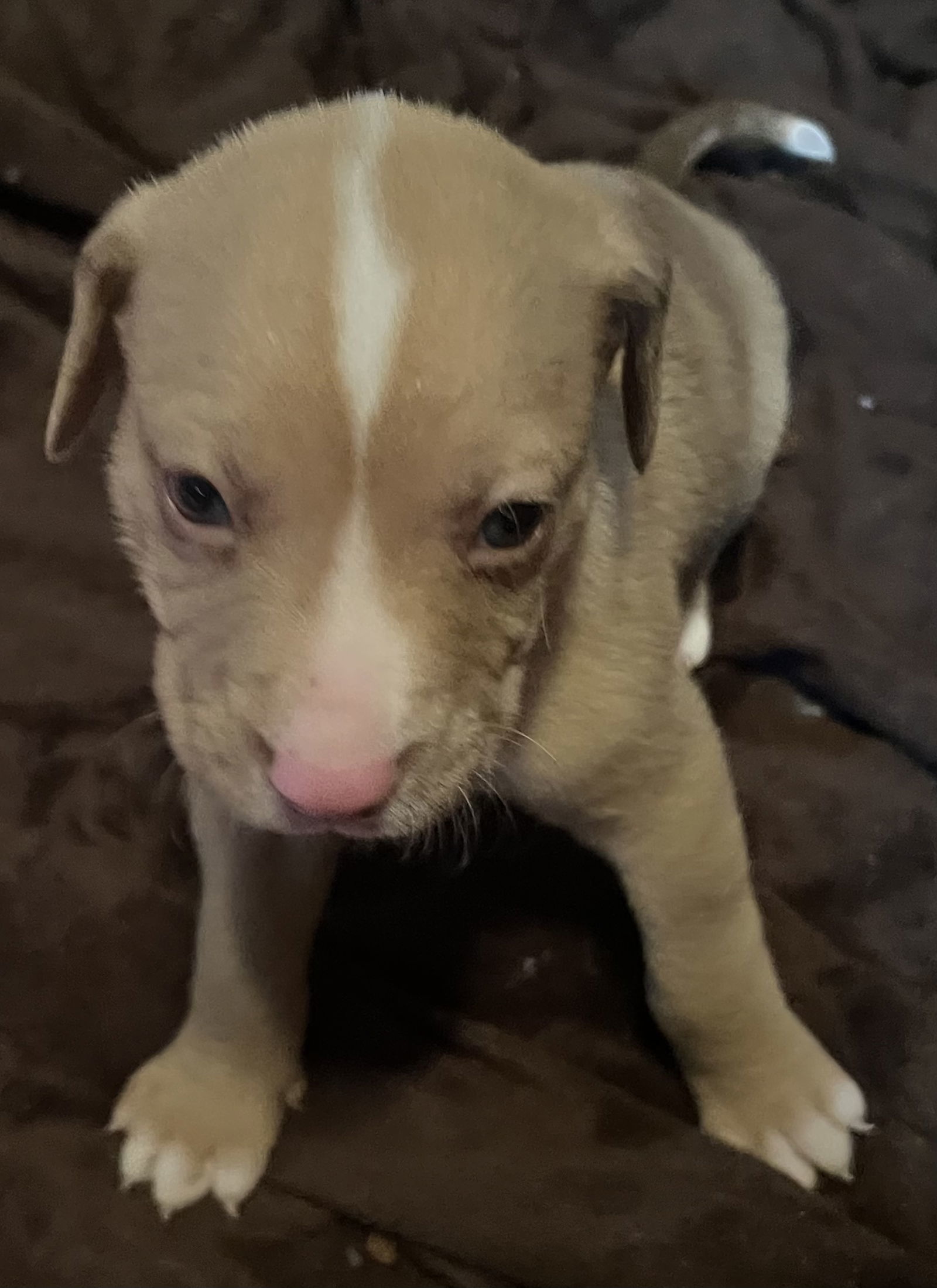 Lenox, an adoptable Catahoula Leopard Dog in Royal Palm Beach, FL, 33411 | Photo Image 3