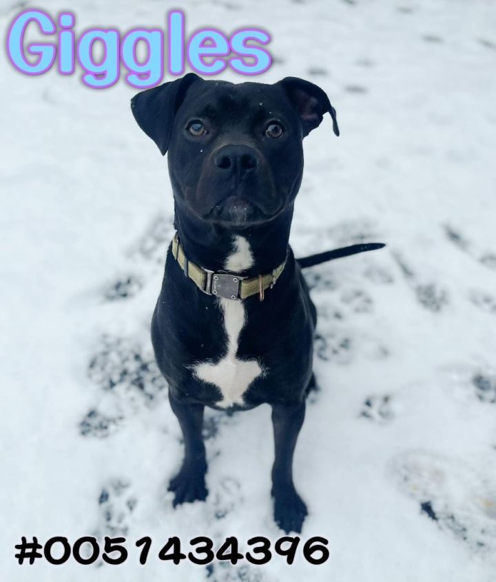 Giggles, an adopted Staffordshire Bull Terrier Mix in Wilkes Barre, PA_image-1