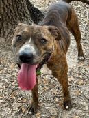 EMERALD's profile on Petfinder.com