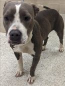 A377585's profile on Petfinder.com