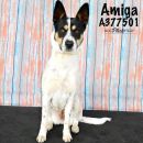 AMIGA's profile on Petfinder.com