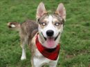 BALTO's profile on Petfinder.com