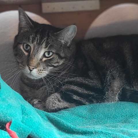 Marvin, an adoptable Domestic Short Hair in West Des Moines, IA, 50265 | Photo Image 1