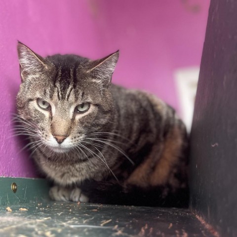 Marvin, an adoptable Domestic Short Hair in West Des Moines, IA, 50265 | Photo Image 3