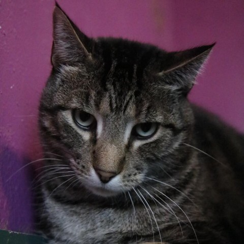 Marvin, an adoptable Domestic Short Hair in West Des Moines, IA, 50265 | Photo Image 3