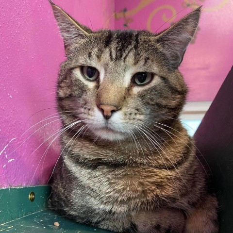 Marvin, an adoptable Domestic Short Hair in West Des Moines, IA, 50265 | Photo Image 4