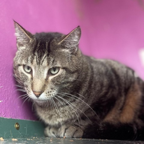 Marvin, an adoptable Domestic Short Hair in West Des Moines, IA, 50265 | Photo Image 5