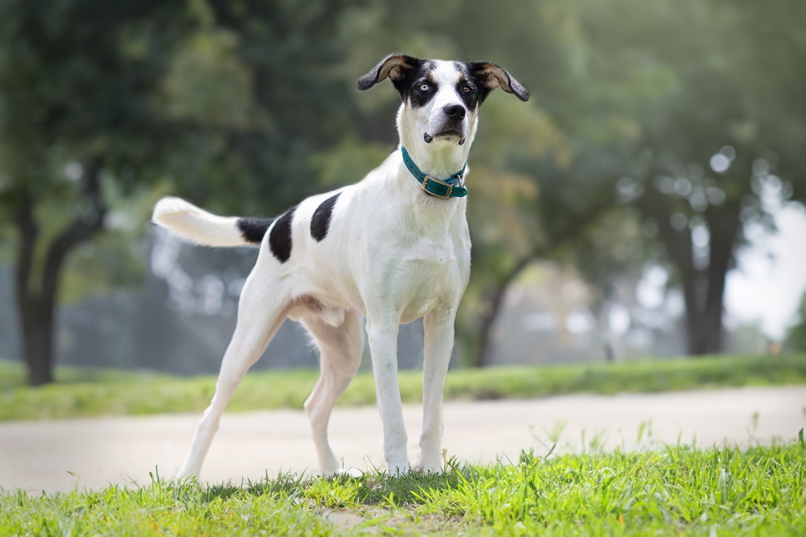 Buddy Elf, an adoptable Hound, Husky in Boston, KY, 40107 | Photo Image 1