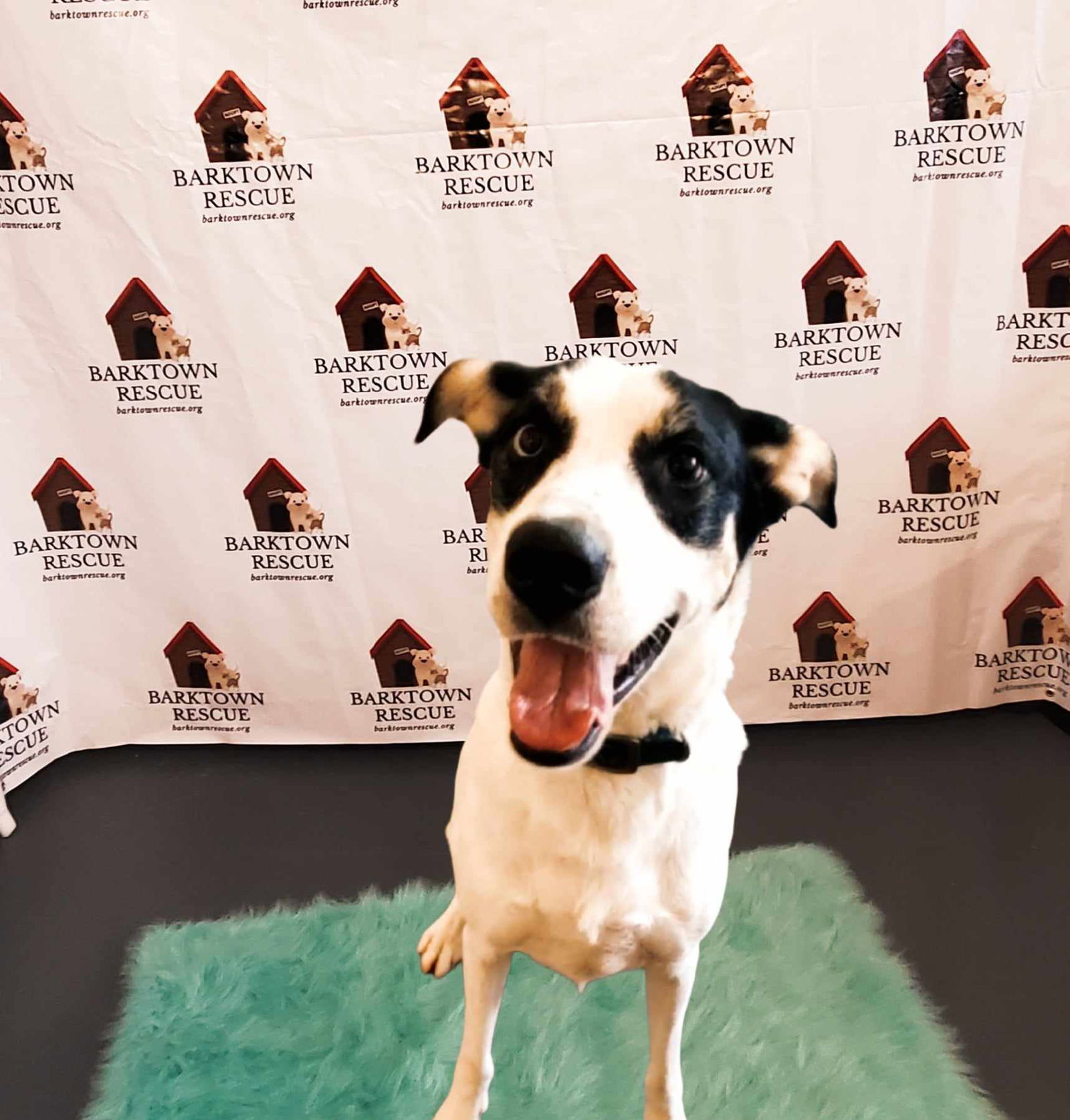 Buddy Elf, an adoptable Hound, Husky in Boston, KY, 40107 | Photo Image 1