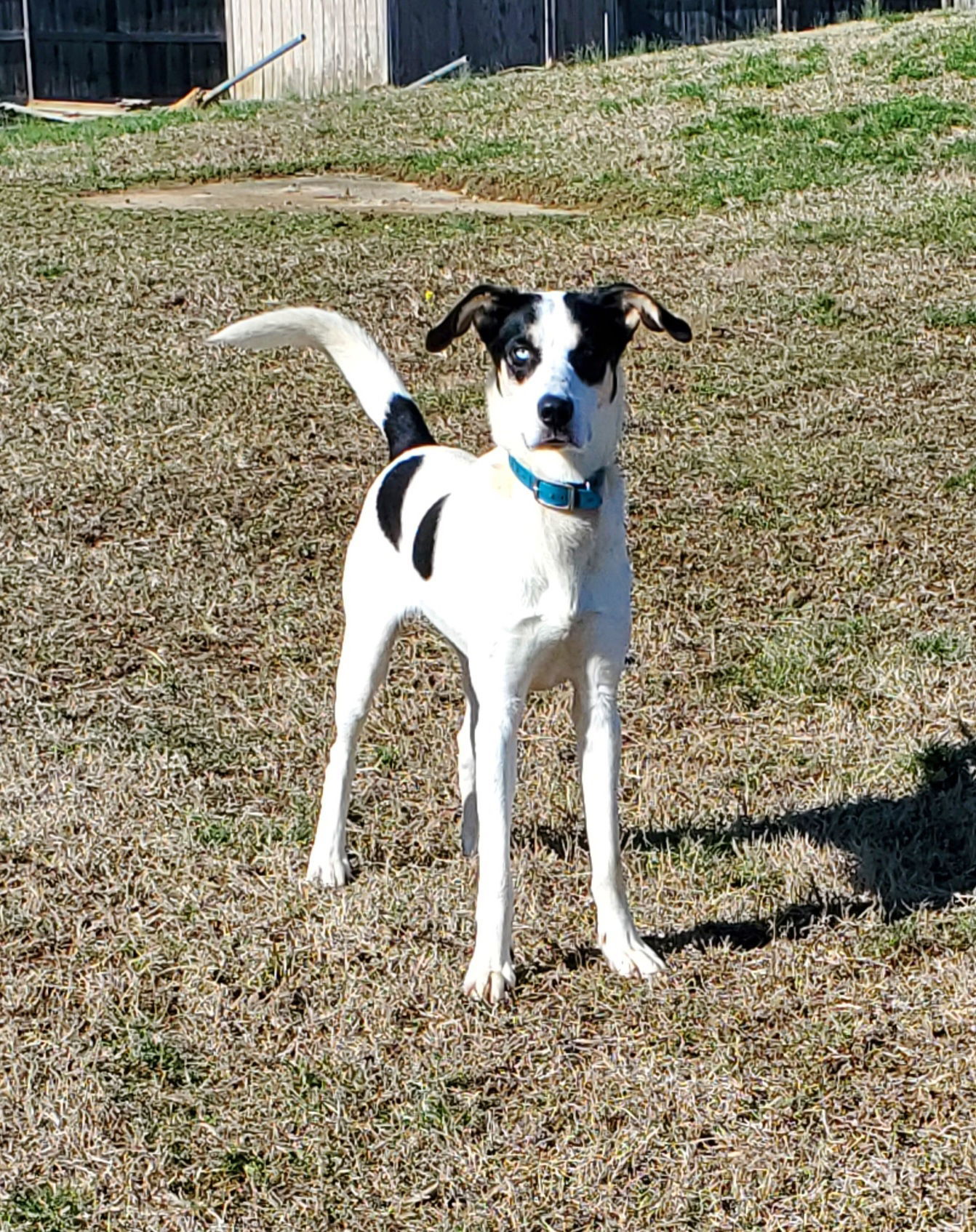 Buddy Elf, an adoptable Hound, Husky in Boston, KY, 40107 | Photo Image 2