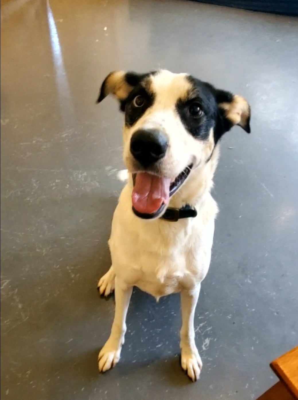 Buddy Elf, an adoptable Hound, Husky in Boston, KY, 40107 | Photo Image 3