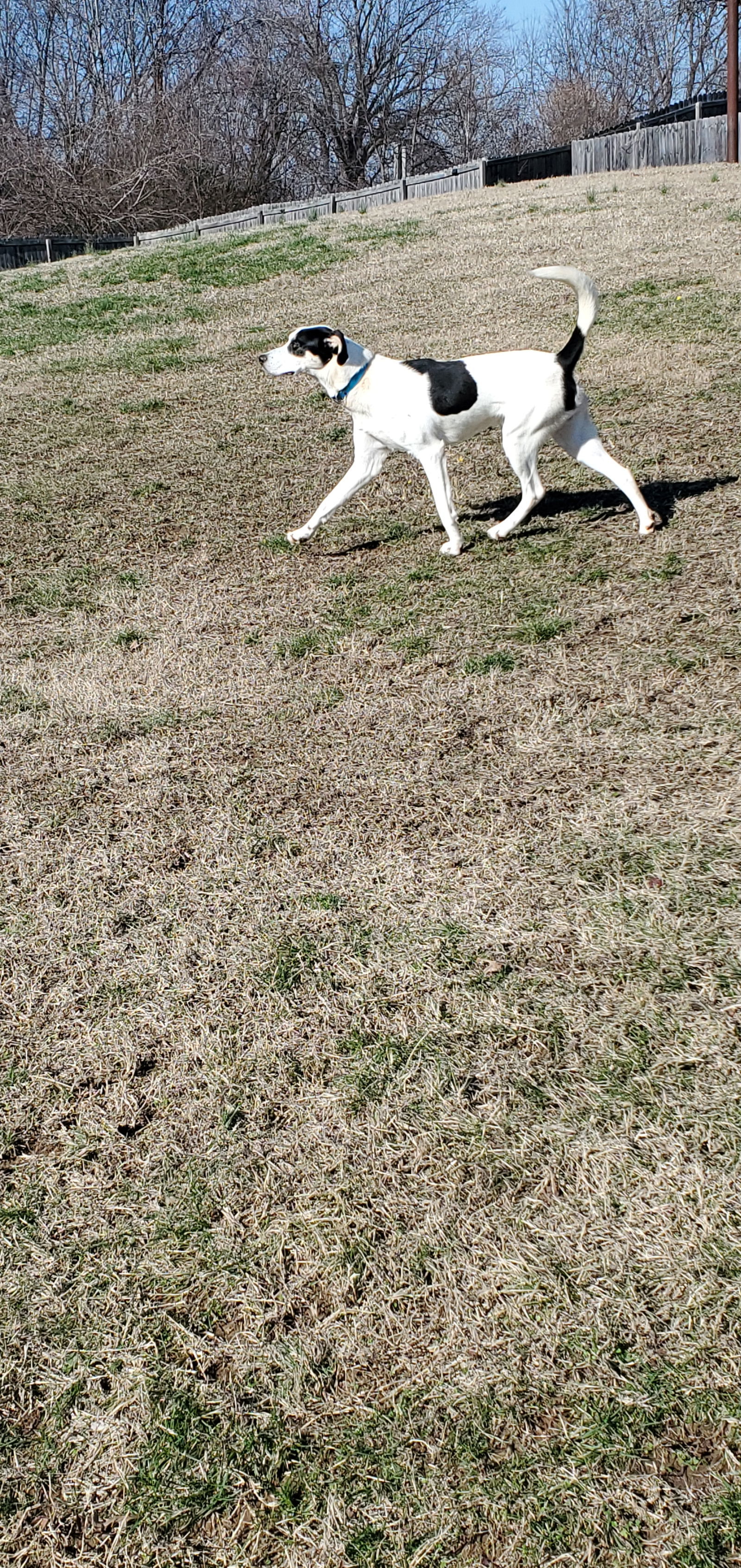 Buddy Elf, an adoptable Hound, Husky in Boston, KY, 40107 | Photo Image 3