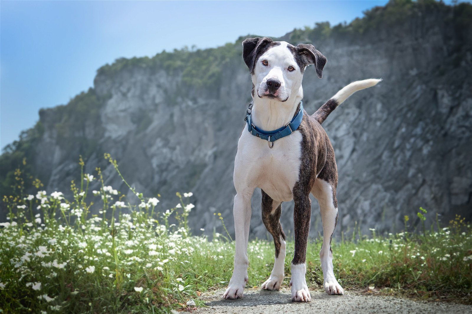 Merci, an adoptable American Staffordshire Terrier in Boston, KY, 40107 | Photo Image 1