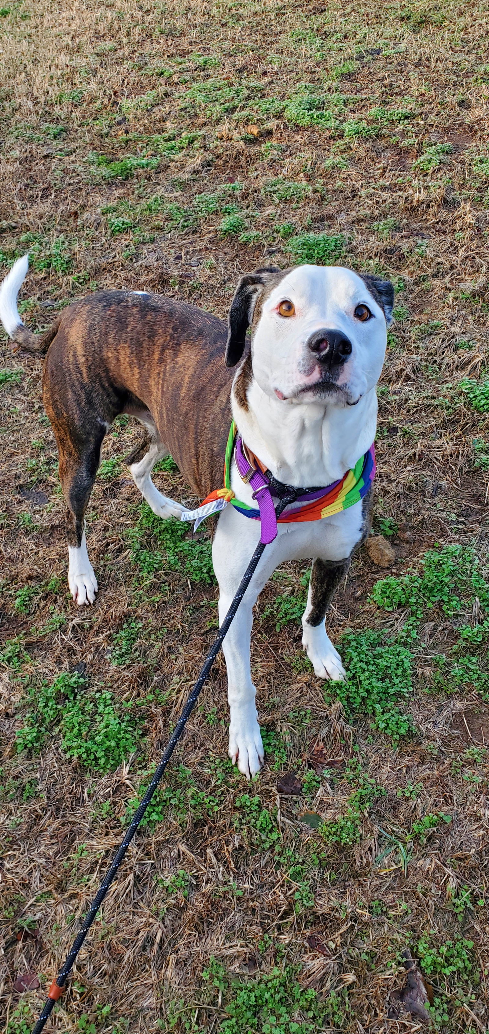 Merci, an adoptable American Staffordshire Terrier in Boston, KY, 40107 | Photo Image 2