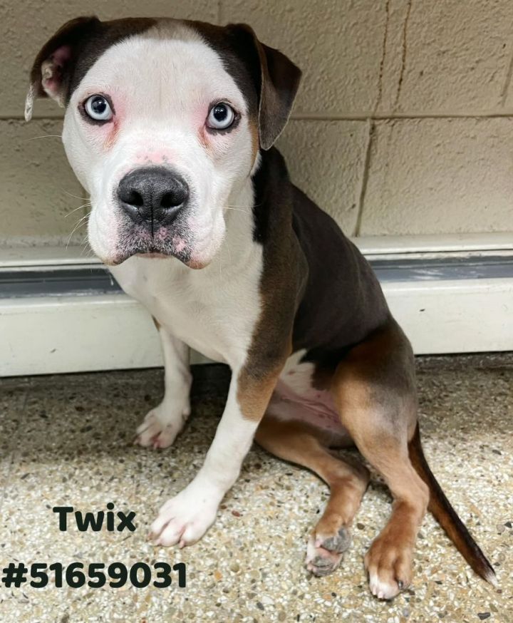 Twix , an adopted American Bulldog & Boxer Mix in Wilkes Barre, PA_image-1