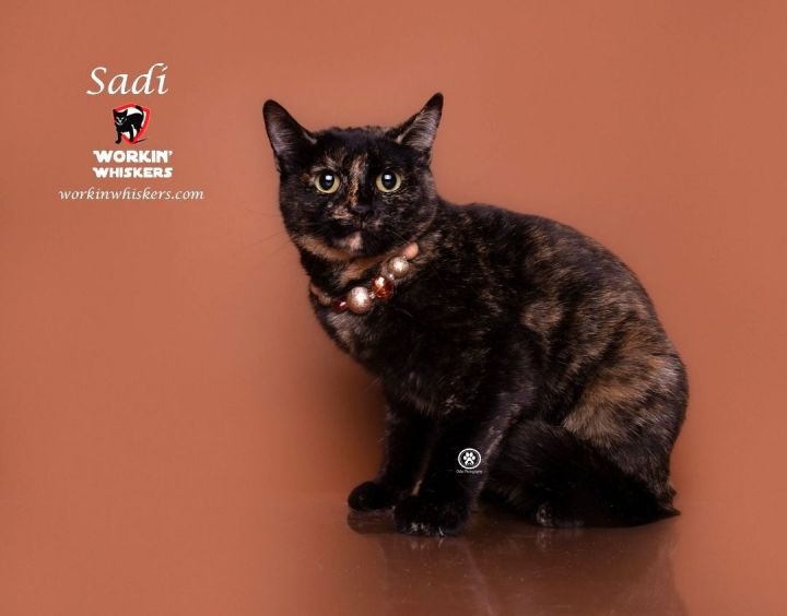 SADI, an adoptable Tortoiseshell & Domestic Short Hair Mix in HEMET, CA_image-1
