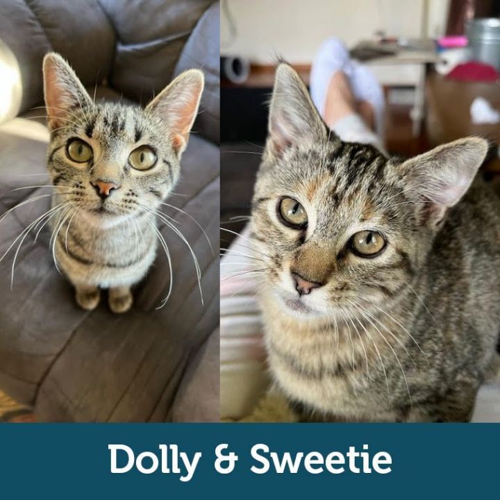 Dolly & Sweetie (Bonded Pair), an adopted Domestic Short Hair Mix in Minneapolis, MN_image-1